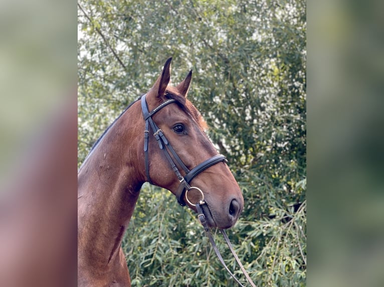 Cavallo sportivo polacco Castrone 5 Anni 165 cm Baio scuro in Forst