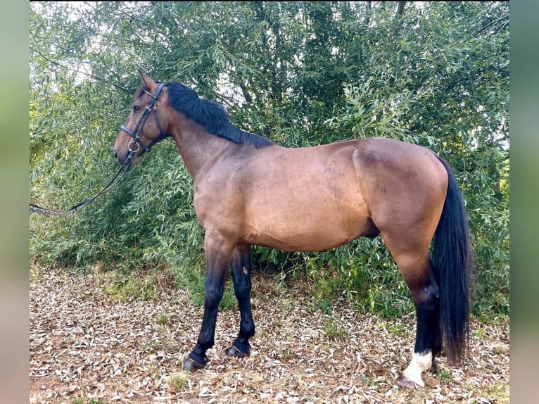 Cavallo sportivo polacco Castrone 5 Anni 165 cm Baio scuro in Forst