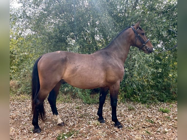 Cavallo sportivo polacco Castrone 5 Anni 165 cm Baio scuro in Forst