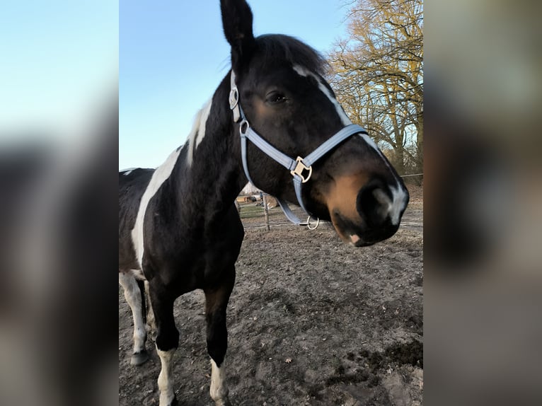 Cavallo sportivo polacco Castrone 5 Anni 165 cm Pezzato in Ziesar