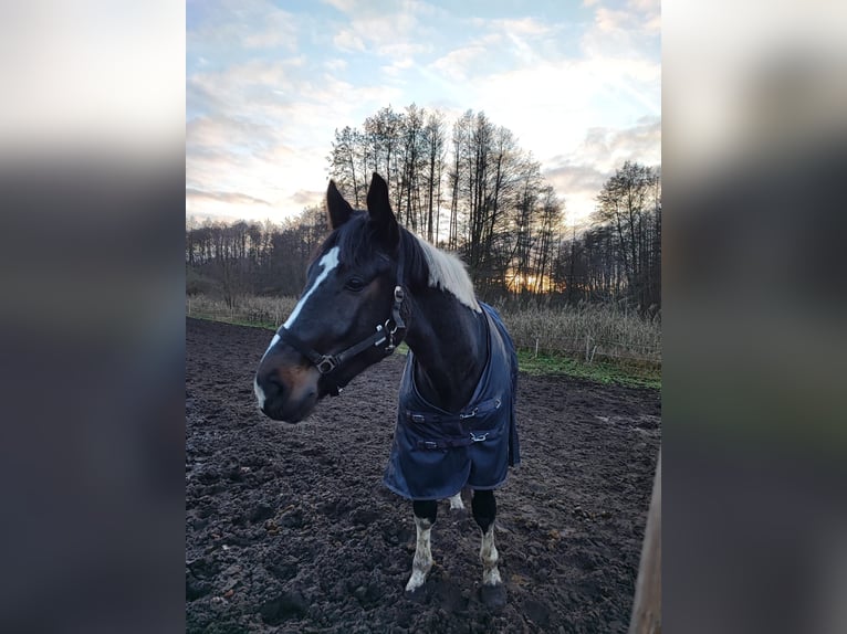 Cavallo sportivo polacco Castrone 5 Anni 165 cm Pezzato in Ziesar
