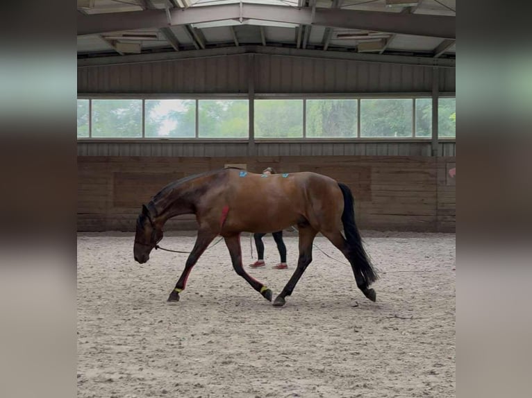 Cavallo sportivo polacco Castrone 5 Anni 168 cm Baio scuro in Skrzeszew