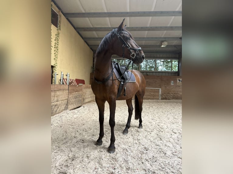 Cavallo sportivo polacco Castrone 5 Anni 168 cm Baio scuro in Skrzeszew