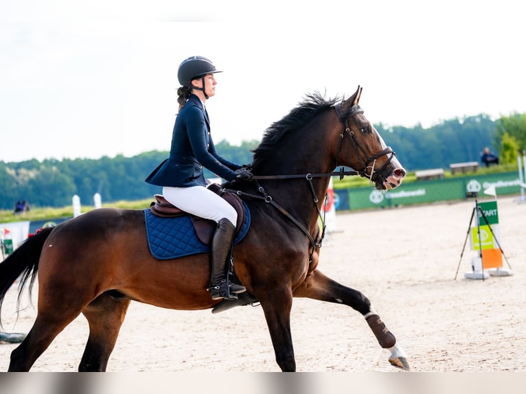 Cavallo sportivo polacco Castrone 5 Anni 169 cm Baio scuro in Korpysy