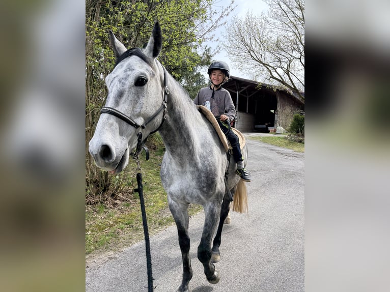 Cavallo sportivo polacco Castrone 5 Anni 169 cm Grigio pezzato in Dorfen