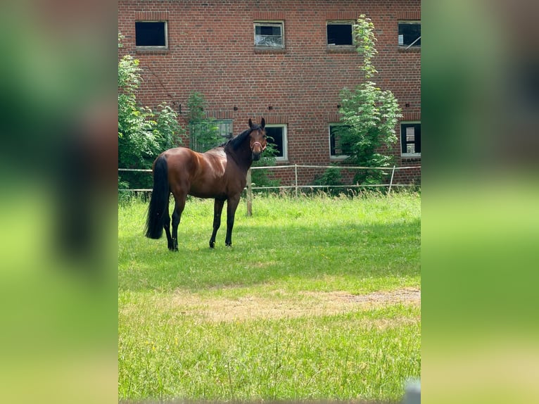Cavallo sportivo polacco Castrone 5 Anni 170 cm Baio in Nordermeldorf