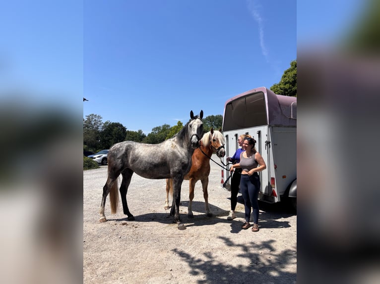 Cavallo sportivo polacco Castrone 5 Anni 170 cm Grigio pezzato in Töging