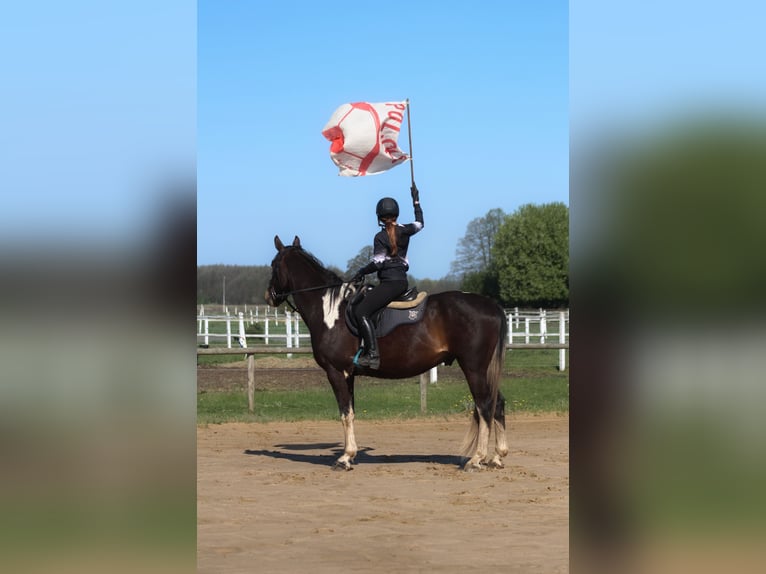 Cavallo sportivo polacco Castrone 5 Anni 170 cm Pezzato in Santok