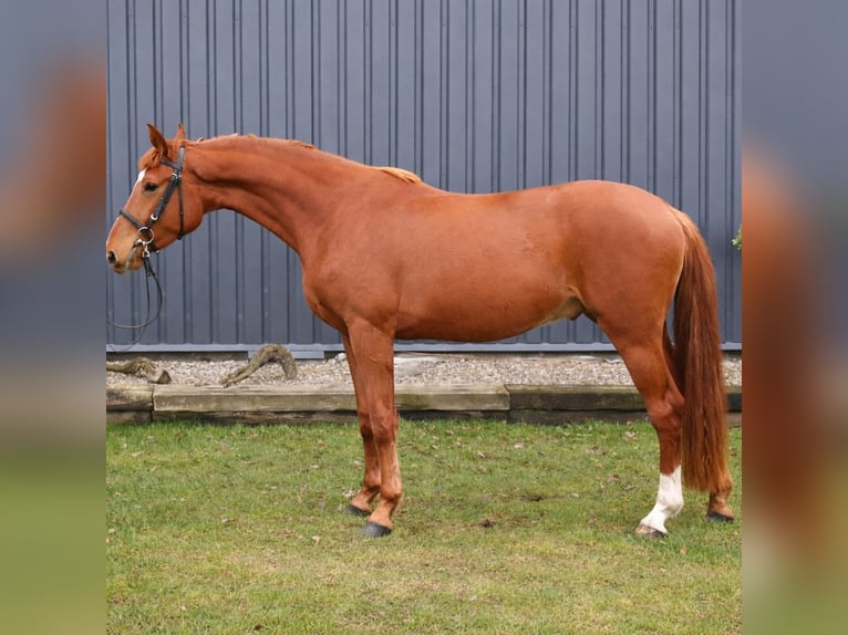 Cavallo sportivo polacco Castrone 5 Anni 172 cm Sauro in Żnin