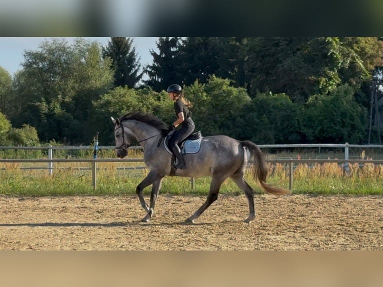 Cavallo sportivo polacco Castrone 5 Anni 174 cm Grigio pezzato in Santok