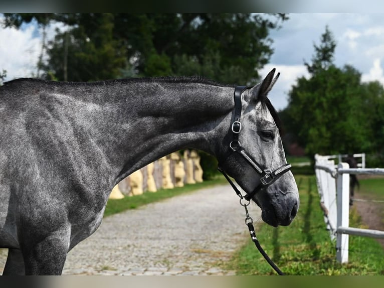 Cavallo sportivo polacco Castrone 5 Anni 175 cm Grigio in Santok