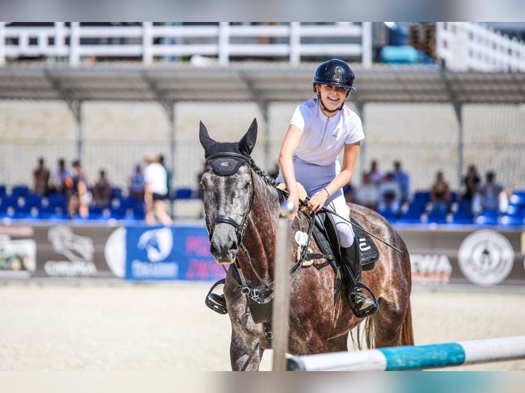 Cavallo sportivo polacco Castrone 5 Anni 175 cm Grigio in Lubin