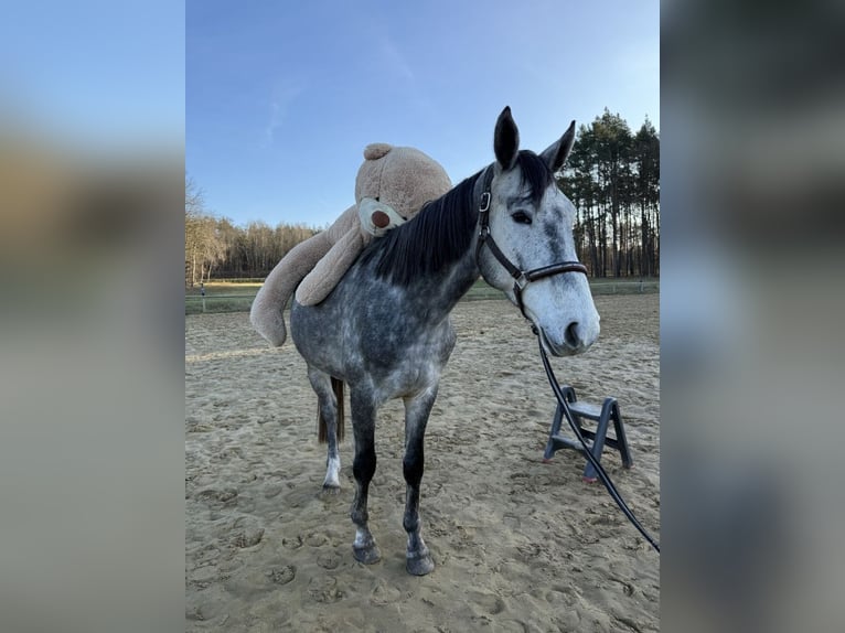 Cavallo sportivo polacco Castrone 5 Anni 175 cm Leardo in Santok