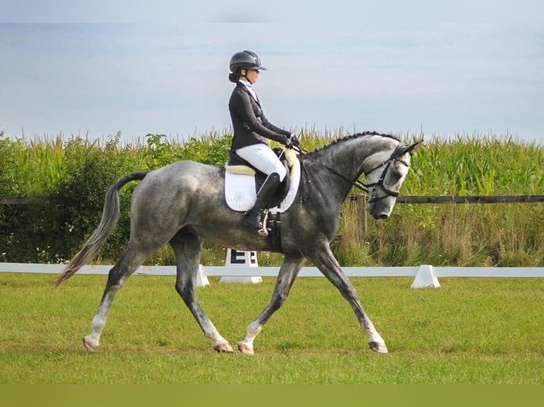 Cavallo sportivo polacco Castrone 5 Anni 180 cm Grigio in Zaręby