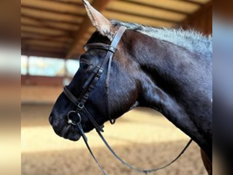 Cavallo sportivo polacco Castrone 6 Anni 160 cm Morello in Eggerm&#xFC;hlen OT Bockraden