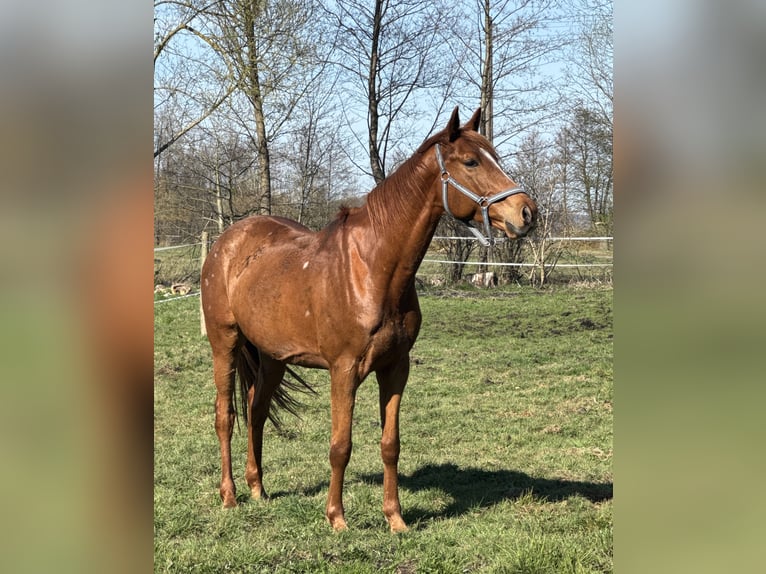 Cavallo sportivo polacco Castrone 6 Anni 163 cm Sauro in Go&#x15B;cimiec