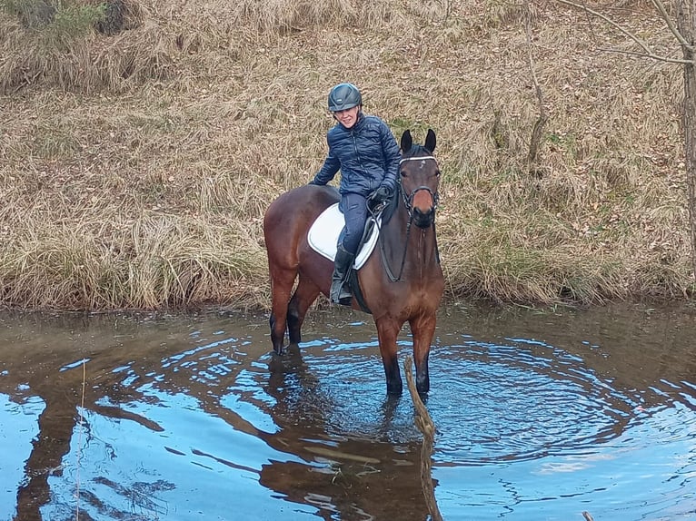 Cavallo sportivo polacco Castrone 6 Anni 164 cm Baio in Görlitz