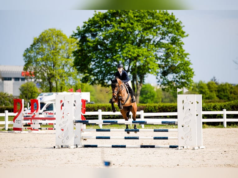 Cavallo sportivo polacco Castrone 6 Anni 167 cm Baio ciliegia in Koszalin
