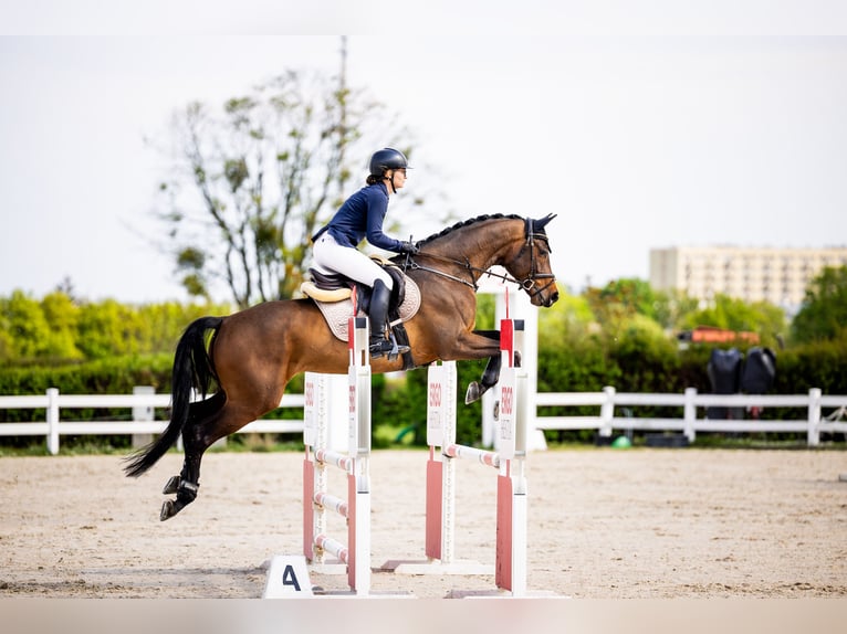 Cavallo sportivo polacco Castrone 6 Anni 167 cm Baio ciliegia in Koszalin