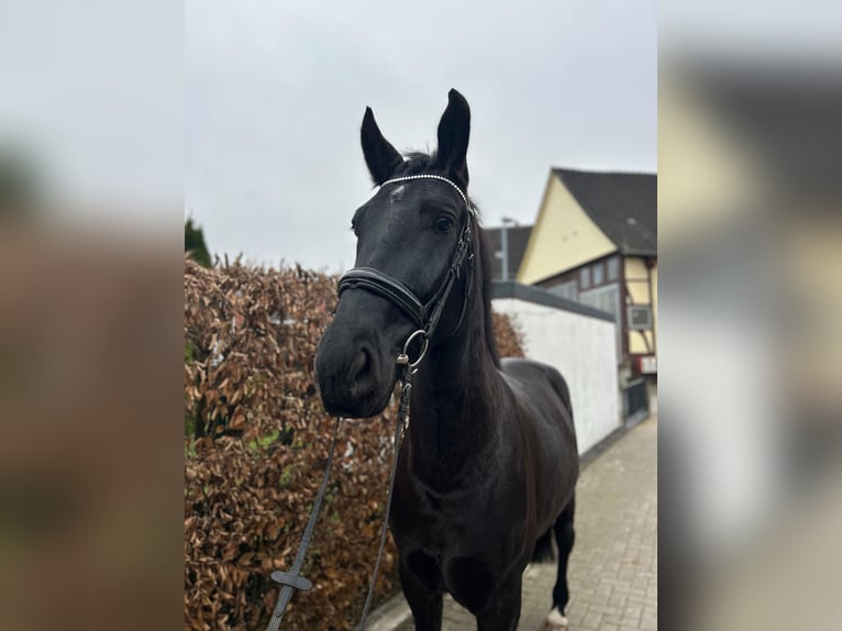Cavallo sportivo polacco Castrone 6 Anni 167 cm Morello in EinbeckEinbeck