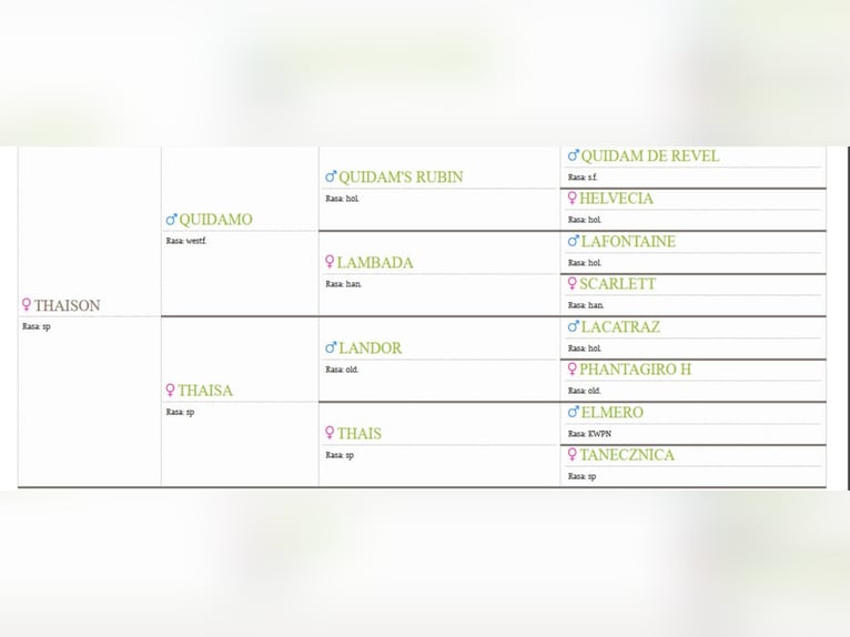 Cavallo sportivo polacco Castrone 6 Anni 168 cm Baio in Koscian