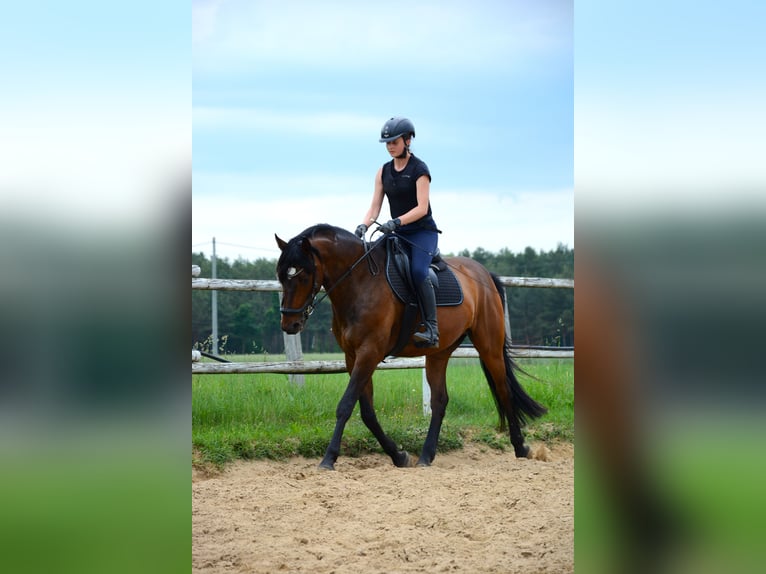 Cavallo sportivo polacco Castrone 6 Anni 168 cm Baio scuro in Cegielnia Psucka