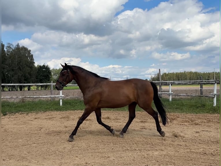 Cavallo sportivo polacco Castrone 6 Anni 168 cm Baio scuro in Cegielnia Psucka