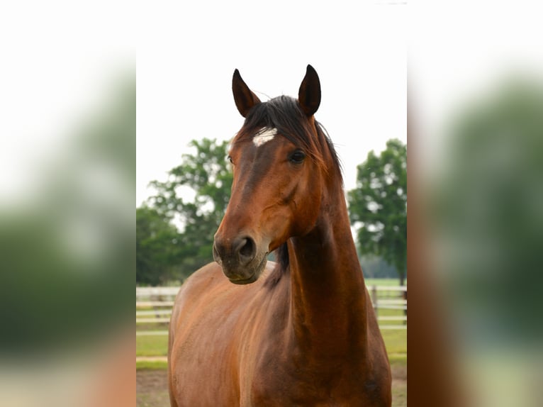 Cavallo sportivo polacco Castrone 6 Anni 168 cm Baio scuro in Cegielnia Psucka