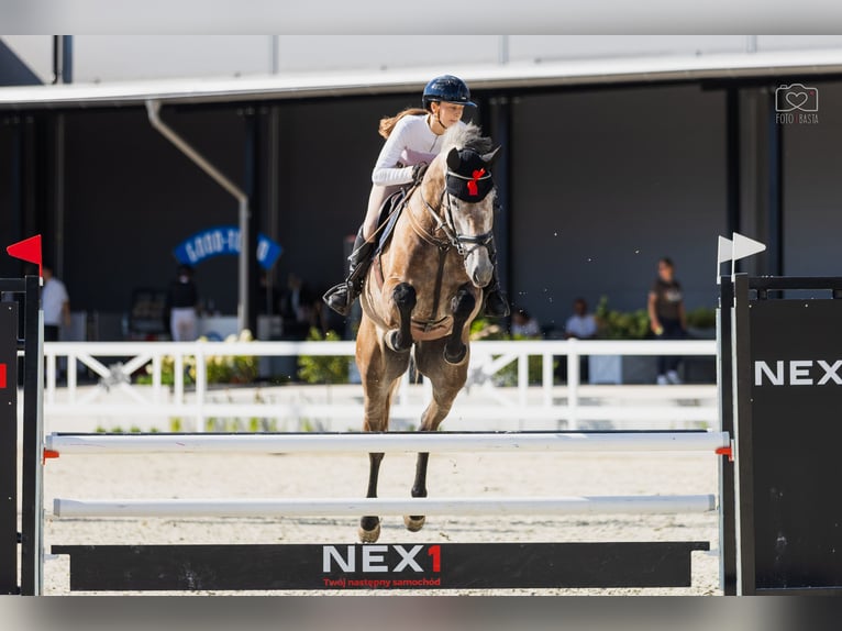Cavallo sportivo polacco Castrone 6 Anni 170 cm Grigio in Bydgoszcz