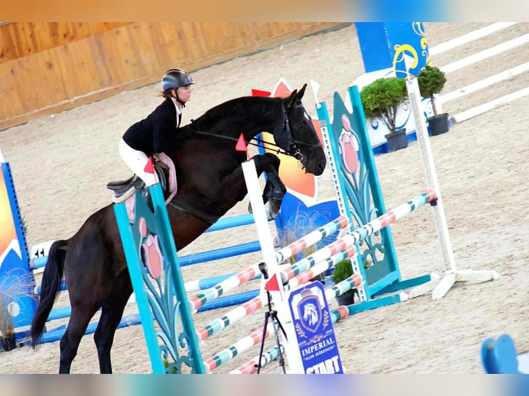 Cavallo sportivo polacco Castrone 6 Anni 170 cm Morello in Bierawa
