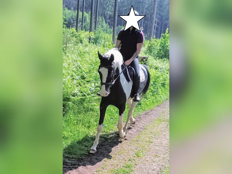 Cavallo sportivo polacco Castrone 6 Anni 170 cm Pezzato in B&#xFC;ckeburg Evesen