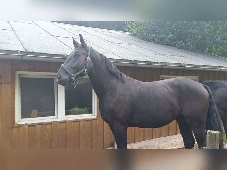 Cavallo sportivo polacco Castrone 6 Anni 172 cm Morello in Titisee-Neustadt