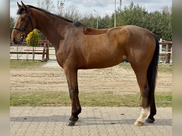 Cavallo sportivo polacco Castrone 6 Anni 174 cm Baio in Plewiska