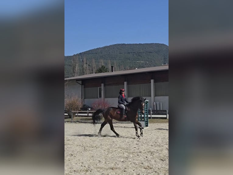 Cavallo sportivo polacco Castrone 6 Anni 175 cm Baio in Telfs