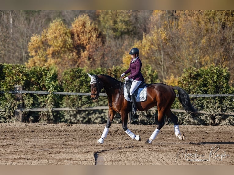 Cavallo sportivo polacco Castrone 6 Anni 180 cm Baio scuro in Sośnica, Kąty Wrocławskie