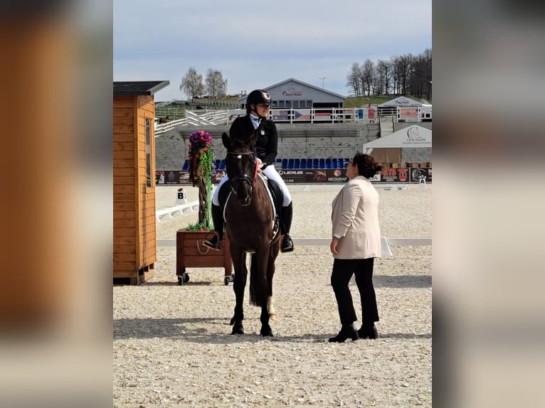 Cavallo sportivo polacco Castrone 7 Anni 160 cm Baio nero in Forst