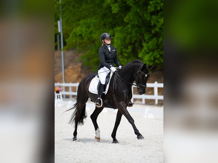 Cavallo sportivo polacco Castrone 7 Anni 160 cm Morello in Forst