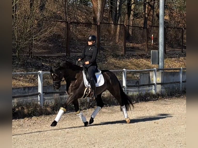 Cavallo sportivo polacco Castrone 7 Anni 160 cm Morello in Forst