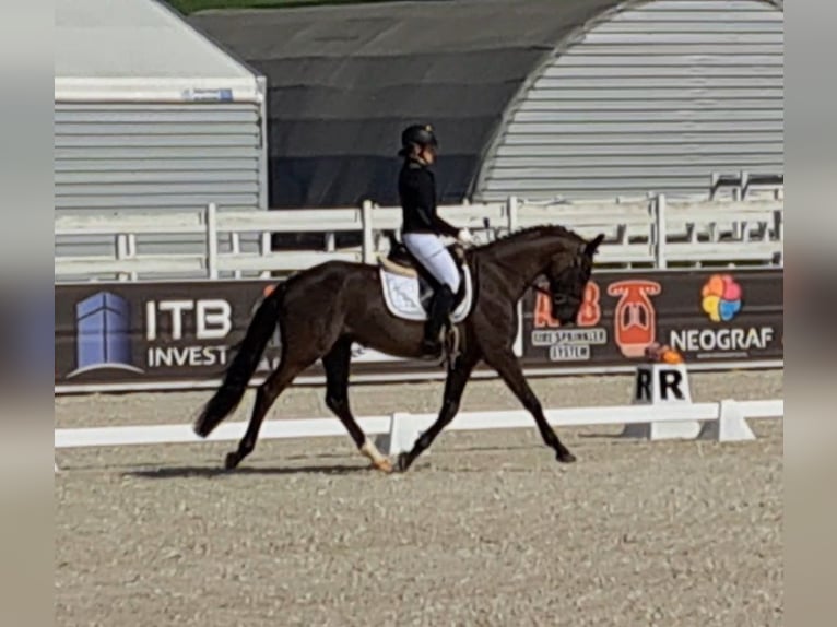 Cavallo sportivo polacco Castrone 7 Anni 160 cm Morello in Forst