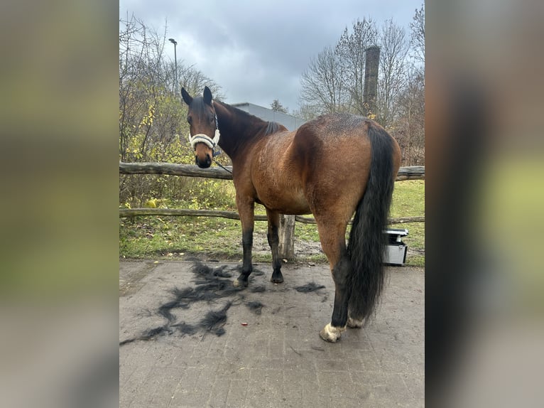 Cavallo sportivo polacco Castrone 7 Anni 164 cm Baio in Zossen