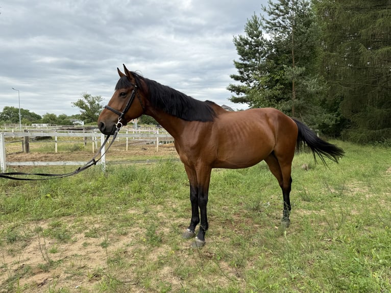 Cavallo sportivo polacco Castrone 7 Anni 164 cm Baio in Mosina