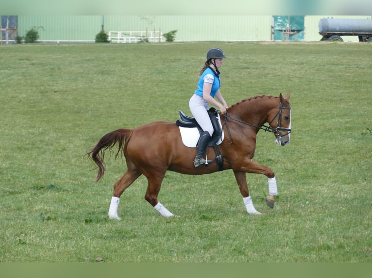 Cavallo sportivo polacco Castrone 7 Anni 164 cm Sauro in Ganschow