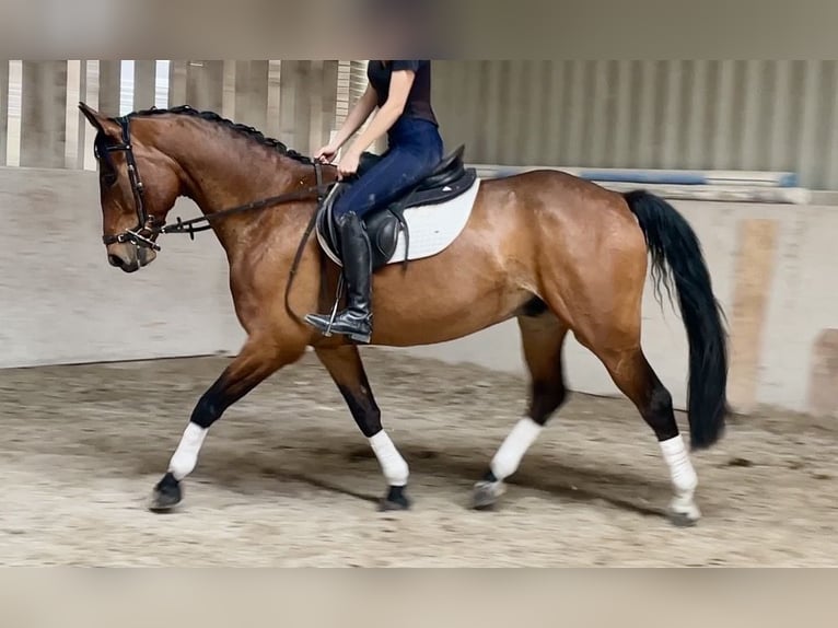 Cavallo sportivo polacco Castrone 7 Anni 165 cm Baio in Würzburg