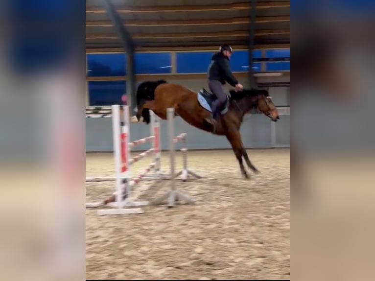 Cavallo sportivo polacco Castrone 7 Anni 168 cm Baio in Papenhagen