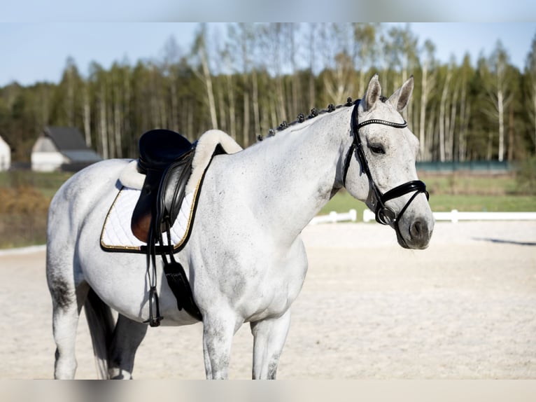 Cavallo sportivo polacco Castrone 7 Anni 170 cm Grigio trotinato in Warszawa