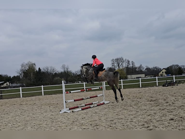 Cavallo sportivo polacco Castrone 7 Anni 171 cm Grigio in Cieszyn