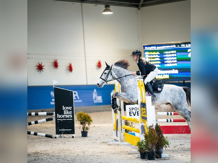 Cavallo sportivo polacco Castrone 7 Anni Grigio in Kraków