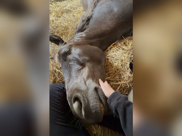 Cavallo sportivo polacco Castrone 8 Anni 156 cm Sauro scuro in Donaueschingen