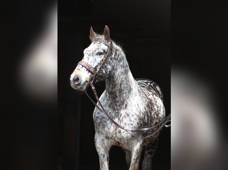 Cavallo sportivo polacco Castrone 8 Anni 162 cm Leopard in Sanok