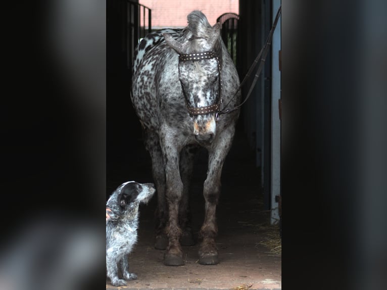 Cavallo sportivo polacco Castrone 8 Anni 162 cm Leopard in Sanok